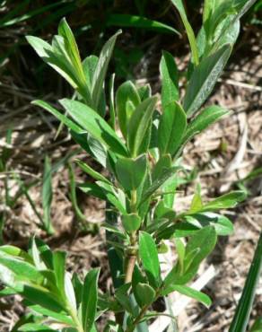 Fotografia 8 da espécie Salix repens no Jardim Botânico UTAD