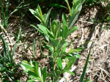 Fotografia da espécie Salix repens