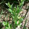 Fotografia 8 da espécie Salix repens do Jardim Botânico UTAD