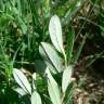 Fotografia 9 da espécie Salix repens do Jardim Botânico UTAD