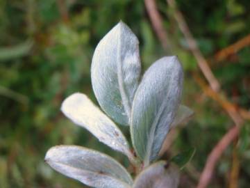 Fotografia da espécie Salix repens