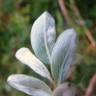 Fotografia 10 da espécie Salix repens do Jardim Botânico UTAD