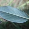 Fotografia 11 da espécie Salix repens do Jardim Botânico UTAD