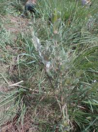 Fotografia da espécie Salix repens