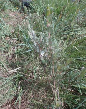 Fotografia 12 da espécie Salix repens no Jardim Botânico UTAD