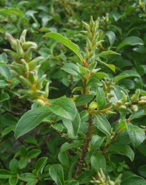 Fotografia 13 da espécie Salix repens no Jardim Botânico UTAD