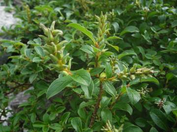 Fotografia da espécie Salix repens