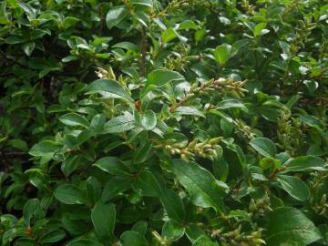 Fotografia da espécie Salix repens