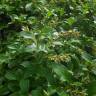 Fotografia 14 da espécie Salix repens do Jardim Botânico UTAD