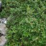Fotografia 15 da espécie Salix repens do Jardim Botânico UTAD