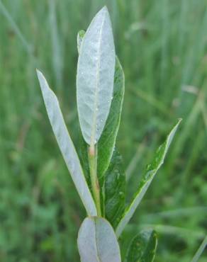 Fotografia 16 da espécie Salix repens no Jardim Botânico UTAD