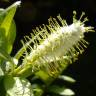 Fotografia 17 da espécie Salix repens do Jardim Botânico UTAD