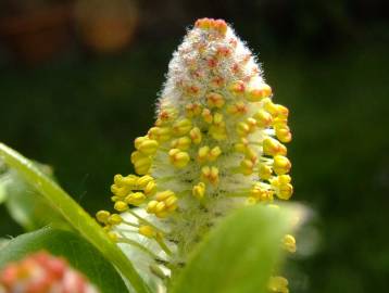 Fotografia da espécie Salix repens