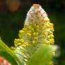 Fotografia 20 da espécie Salix repens do Jardim Botânico UTAD
