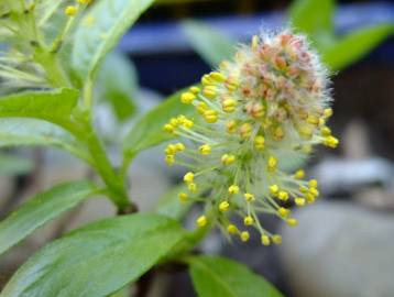 Fotografia da espécie Salix repens