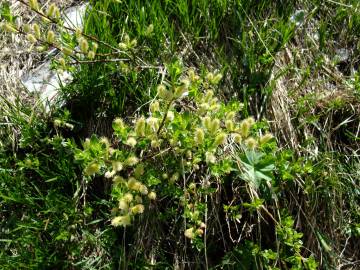 Fotografia da espécie Salix repens