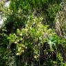 Fotografia 22 da espécie Salix repens do Jardim Botânico UTAD