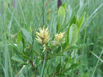 Fotografia da espécie Salix repens