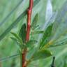 Fotografia 25 da espécie Salix repens do Jardim Botânico UTAD
