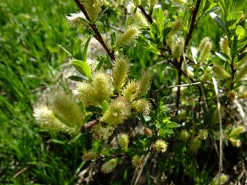 Fotografia da espécie Salix repens