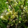 Fotografia 1 da espécie Salix repens do Jardim Botânico UTAD