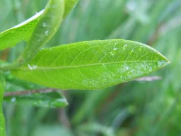 Fotografia da espécie Salix repens