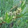 Fotografia 28 da espécie Salix repens do Jardim Botânico UTAD