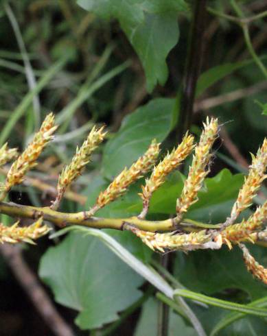 Fotografia de capa Salix viminalis - do Jardim Botânico