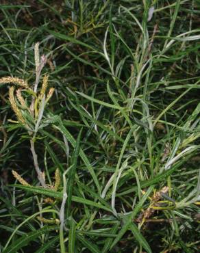 Fotografia 12 da espécie Salix viminalis no Jardim Botânico UTAD