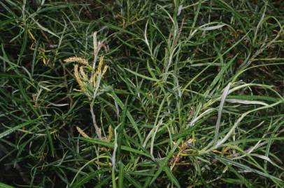 Fotografia da espécie Salix viminalis