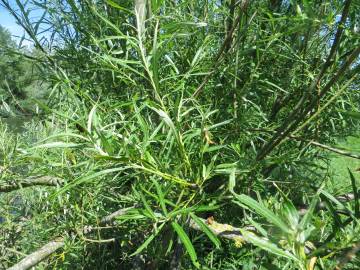 Fotografia da espécie Salix viminalis