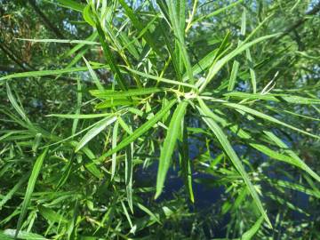 Fotografia da espécie Salix viminalis