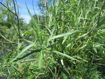 Fotografia da espécie Salix viminalis