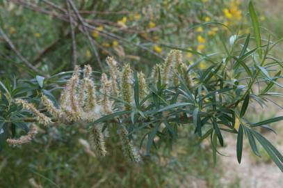 Fotografia da espécie Salix viminalis