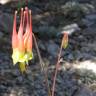 Fotografia 6 da espécie Aquilegia skinneri do Jardim Botânico UTAD