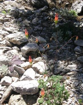 Fotografia 7 da espécie Aquilegia skinneri no Jardim Botânico UTAD