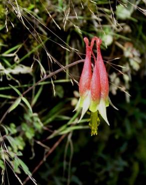 Fotografia 9 da espécie Aquilegia skinneri no Jardim Botânico UTAD