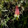 Fotografia 9 da espécie Aquilegia skinneri do Jardim Botânico UTAD