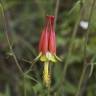 Fotografia 10 da espécie Aquilegia skinneri do Jardim Botânico UTAD