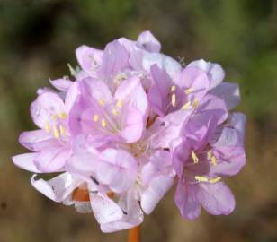 Fotografia da espécie Armeria pungens