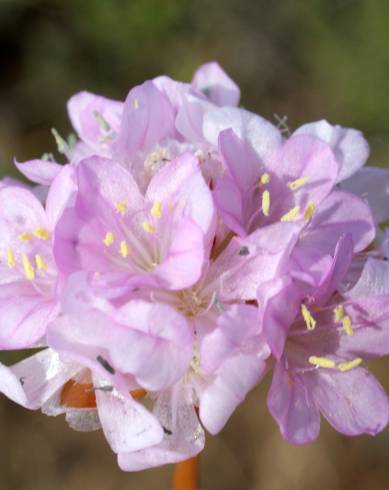 Fotografia de capa Armeria pungens - do Jardim Botânico