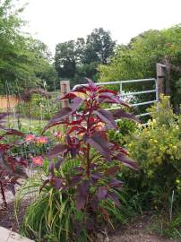 Fotografia da espécie Amaranthus hypochondriacus