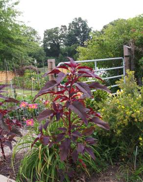 Fotografia 9 da espécie Amaranthus hypochondriacus no Jardim Botânico UTAD