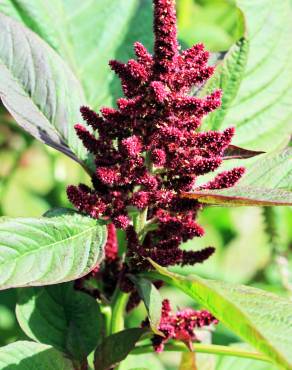 Fotografia 1 da espécie Amaranthus hypochondriacus no Jardim Botânico UTAD