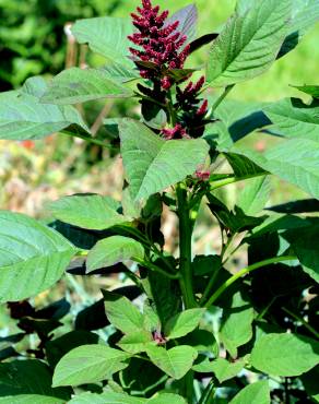 Fotografia 11 da espécie Amaranthus hypochondriacus no Jardim Botânico UTAD