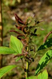 Fotografia da espécie Amaranthus hypochondriacus