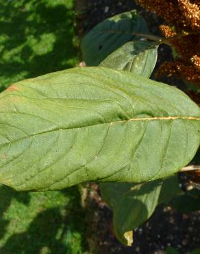 Fotografia 14 da espécie Amaranthus hypochondriacus no Jardim Botânico UTAD