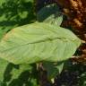 Fotografia 14 da espécie Amaranthus hypochondriacus do Jardim Botânico UTAD