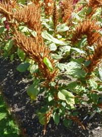 Fotografia da espécie Amaranthus hypochondriacus