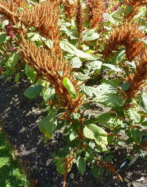 Fotografia 16 da espécie Amaranthus hypochondriacus no Jardim Botânico UTAD